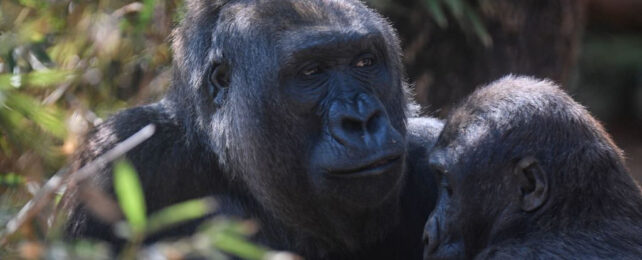 portrait of a mother gorilla holding her young son.