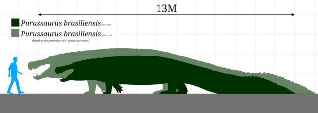 Giant ancient crocodilian with human for scale