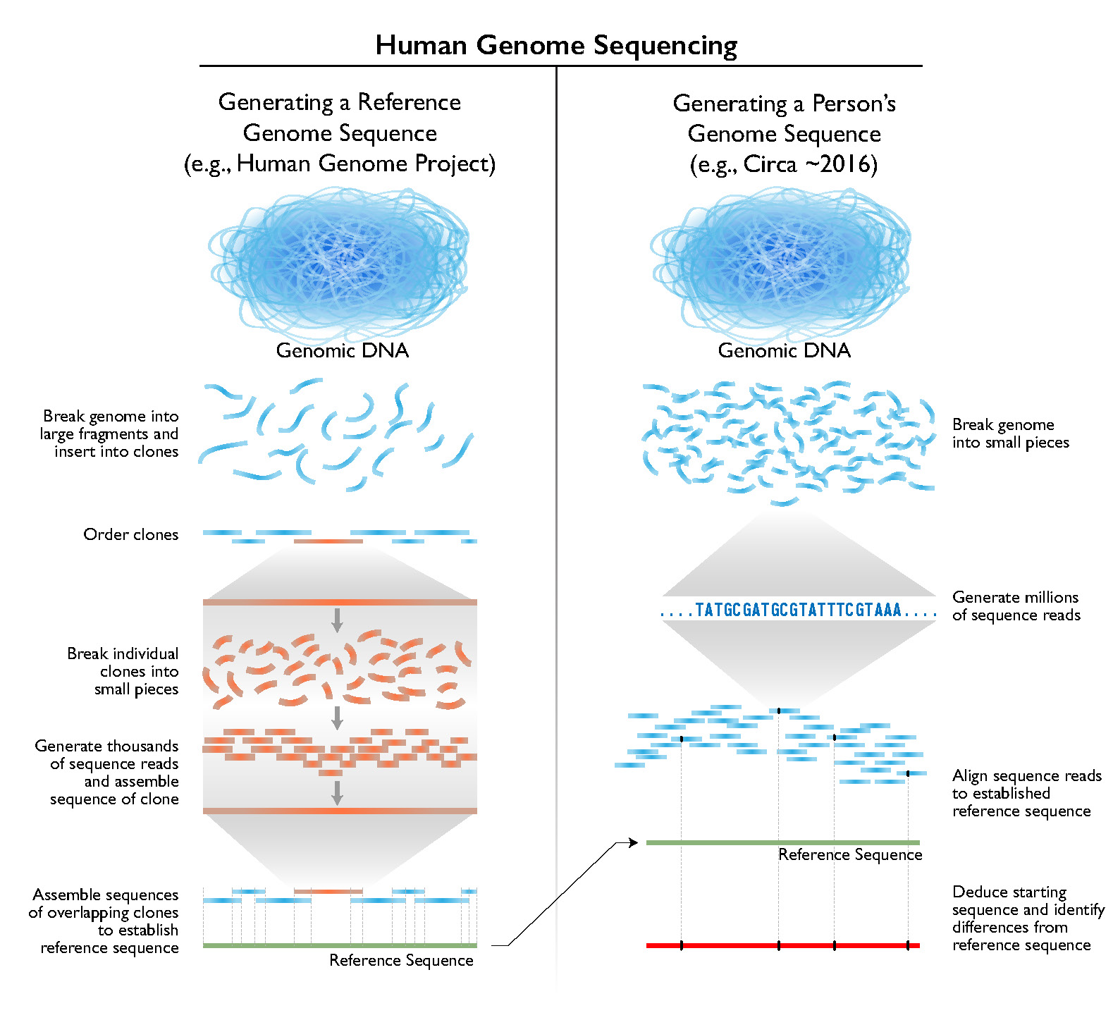 Original human genome sequencing method and how individual genomes are now sequenced