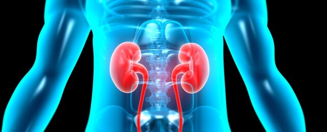 Kidneys In Body