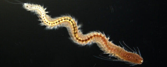 Regenerating worms