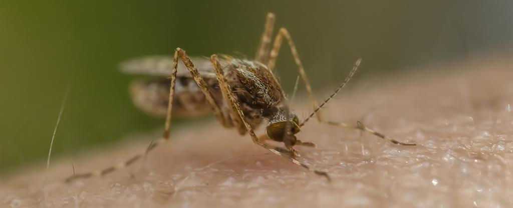 Promising New Malaria Vaccine Can Be Injected by Mosquito Bite ...