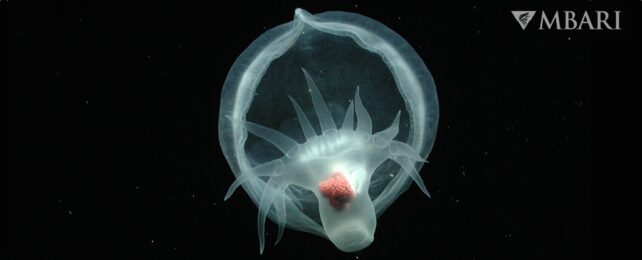 Ghostly Creature Deep in The Ocean Is Like Nothing We've Seen Before