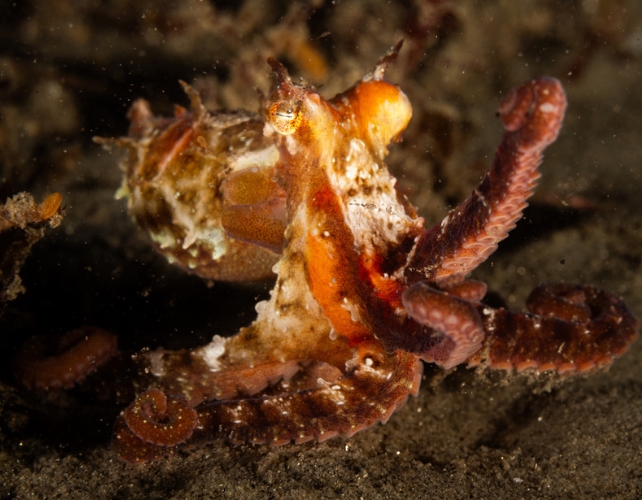 Octopus raising a fist in air