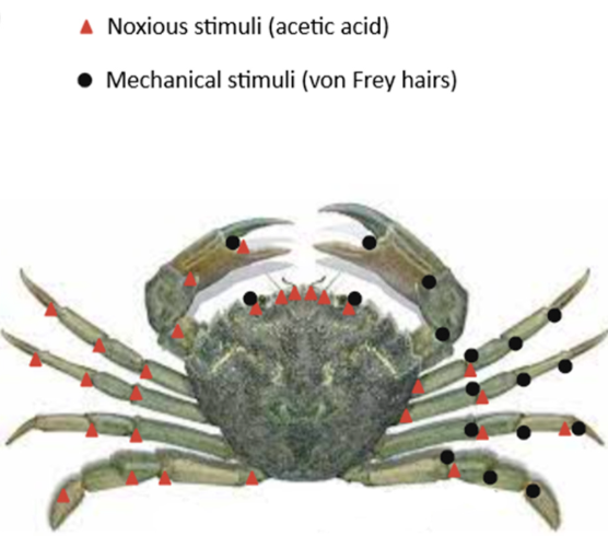 Pain Stimuli Crabs