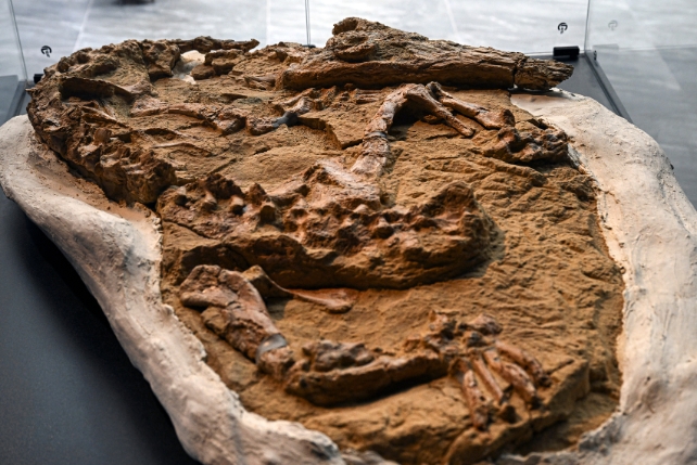 Fossil of a crocodile