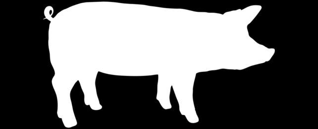 Pig Silhouette