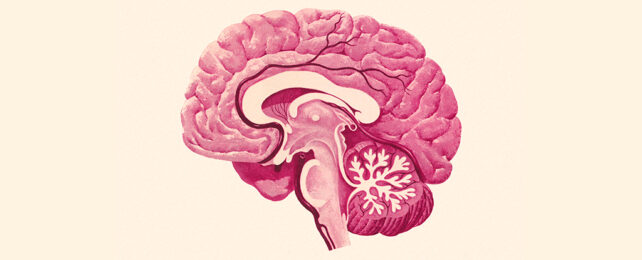 Brain cross section