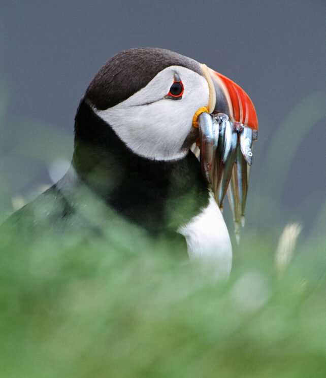 Puffin with beak full of capelin fish