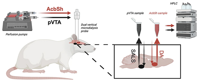 Rat model