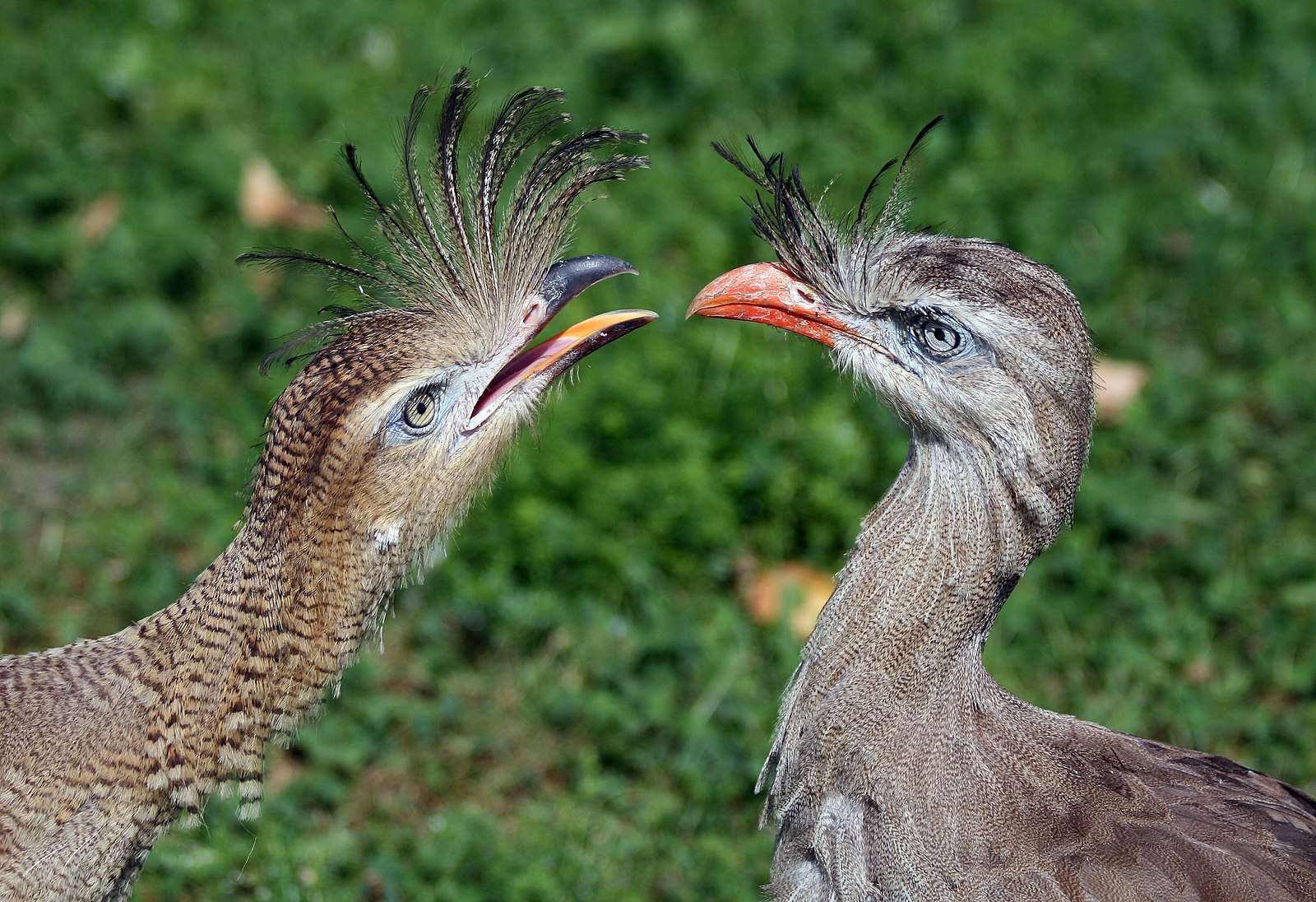 Dainty, brown patterned birds with fancy face feathers