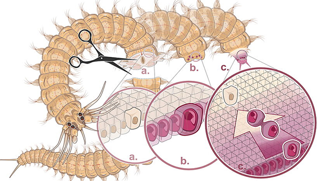 Regenerating worm