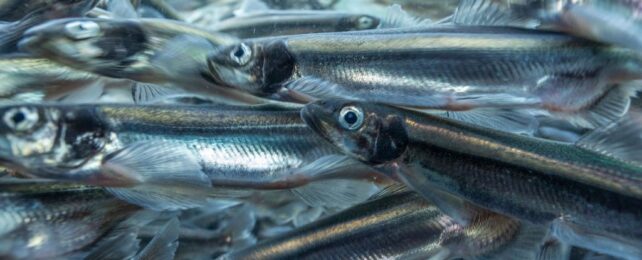 Close up of tightly massed silvery fish in a shoal