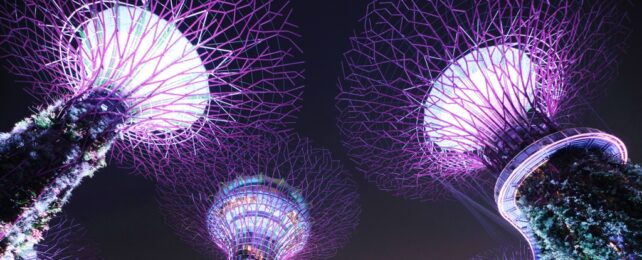 Singapore Canopy Trees