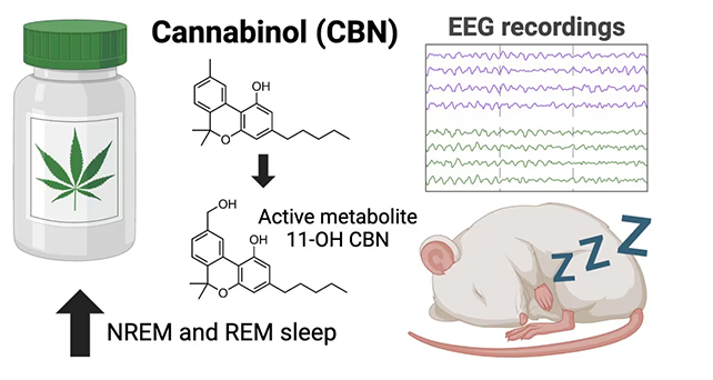 Cannabis effects diagram