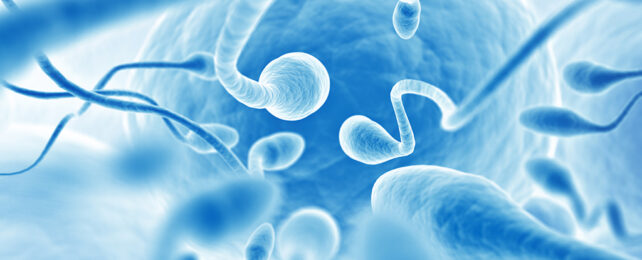 Swimming sperm