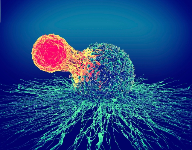 A bright cell attacking a cancer cell