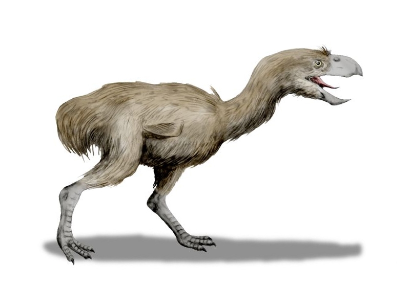 Artists impression of large beaked terror bird species