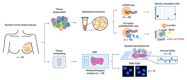 Cell analysis