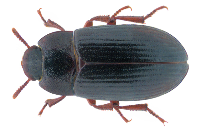 An example of an adult darkling beetle, Alphitobius diaperinus. Image credit: Udo Schmidt from Deutschland, CC BY-SA 2.0, via Wikimedia Commons