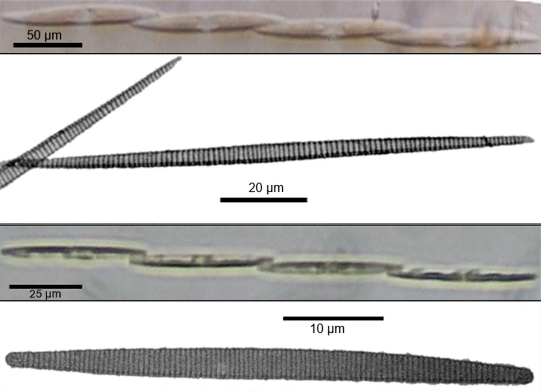 Light microscope and transmission electron microscope photographs of Pseudo-nitzschia pungens var. Pungens and Pseudo-nitzschia brasiliana 