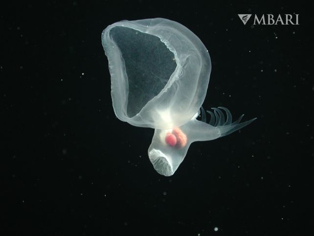 Glowing Nudibranch Discovered Deep Beneath The Ocean Where The Sun Never Shines