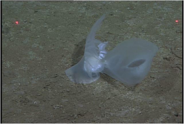 Glowing Nudibranch Discovered Deep Beneath The Ocean Where The Sun Never Shines