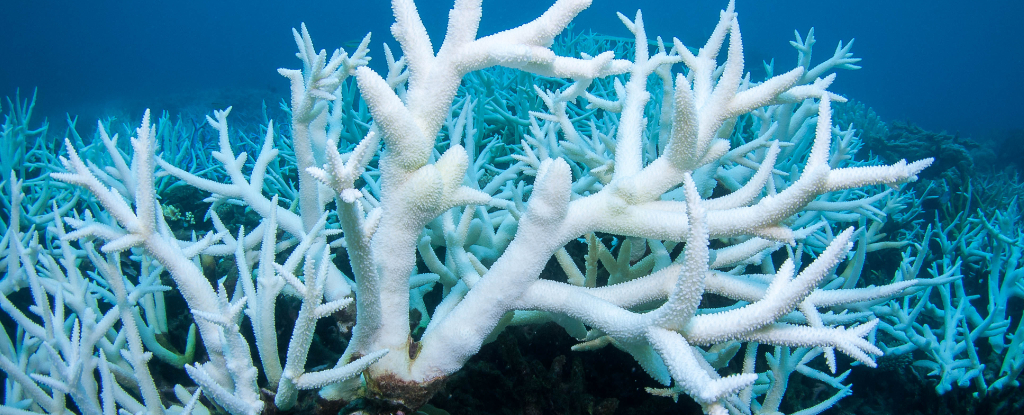 El 44% de los corales de aguas cálidas se enfrenta a la extinción a medida que aumentan las temperaturas: Heaven32