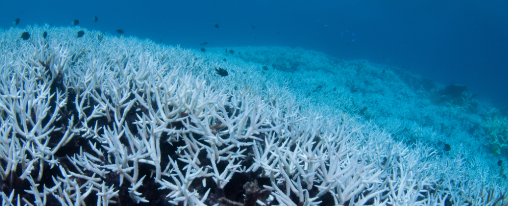 La muerte récord de corales en la Gran Barrera de Coral alarma a los científicos: Heaven32