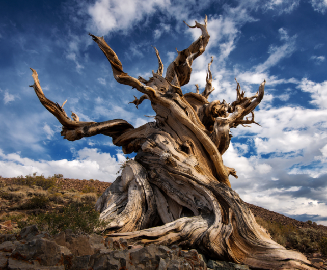 bristlecone pine