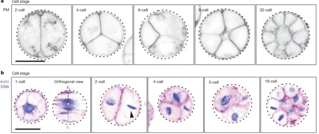 Scientists Expose a Stunning Technique to The Rooster or Egg Paradox