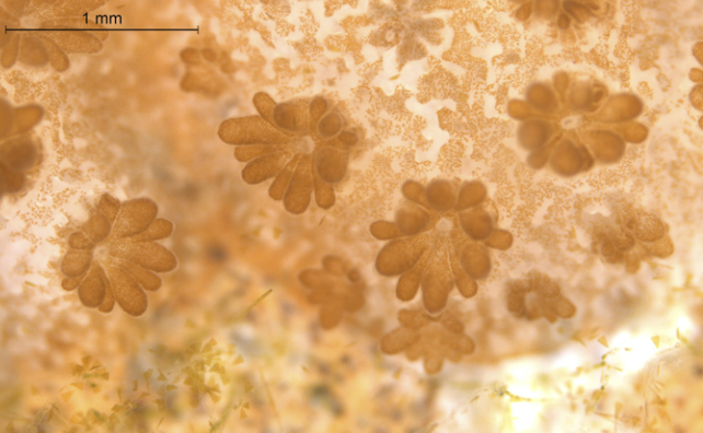 coral polyps up close