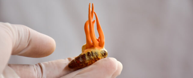 cordyceps growing out of a caterpillar