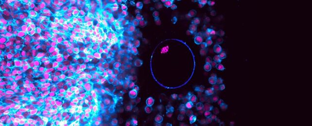 a microscope image, black background with fluorescent blue cell membranes with little pink dots of DNA inside, clustered on the left hand side. in the black space to the right, some cells float freely in the dark, along with one large, round cell - the egg.