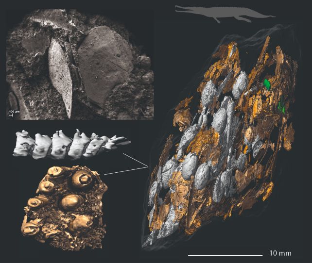 The Rise of The Dinosaurs Can Be Tracked in Their Fossilized Poop