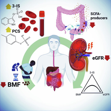 Graphic showing the study findings