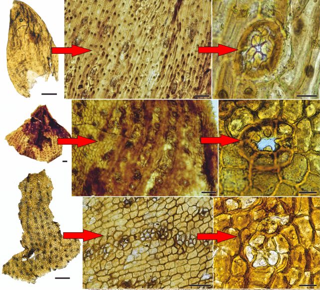 The Rise of The Dinosaurs Can Be Tracked in Their Fossilized Poop