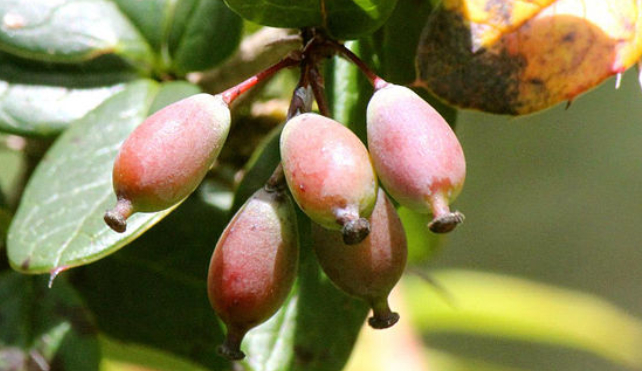 indian barberries