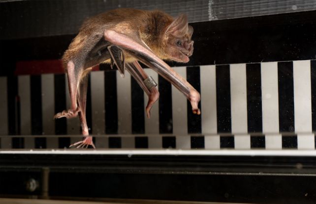 Scientists Put Vampire Bats on Little Treadmills to Study Their Metabolism