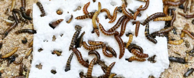 mealworms eating polystyrene