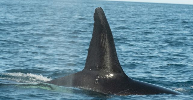 Orcas Have Developed Techniques to Hunt The Biggest Fish in The Ocean