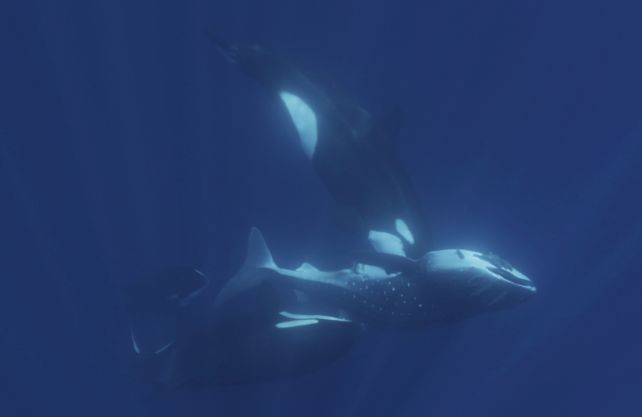 Orcas Have Developed Techniques to Hunt The Biggest Fish in The Ocean