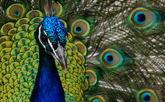 closeup of peacock's head with unfurled tail in background