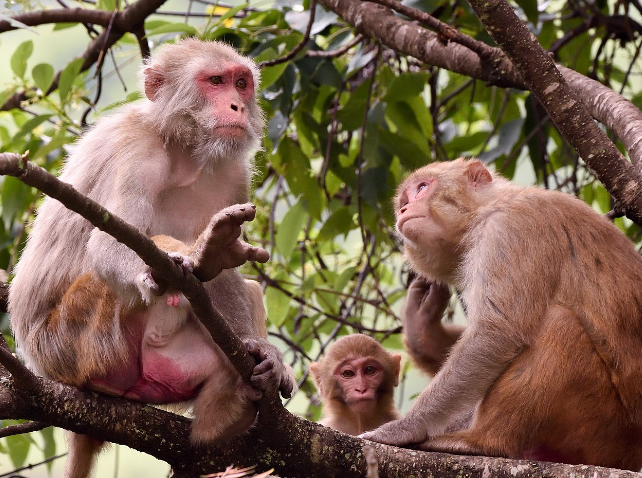 rhesus in wild