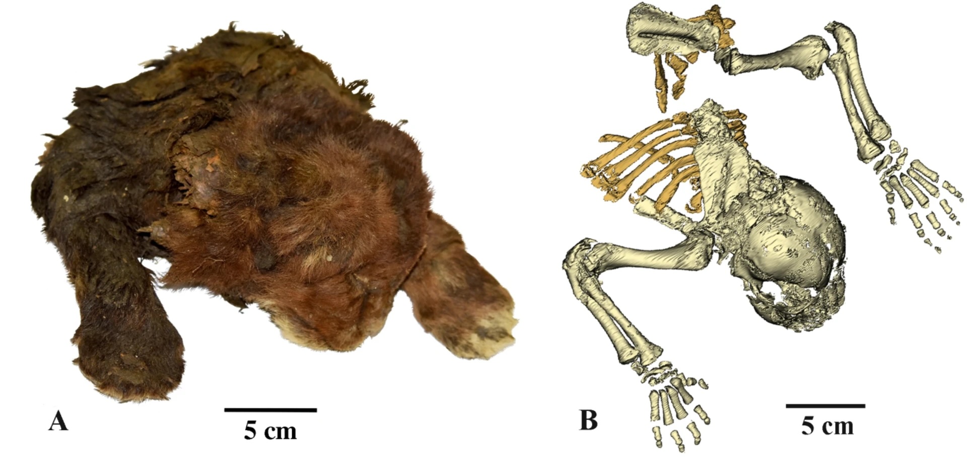 Stunningly Preserved Saber-Toothed Kitten Studied in World First ...