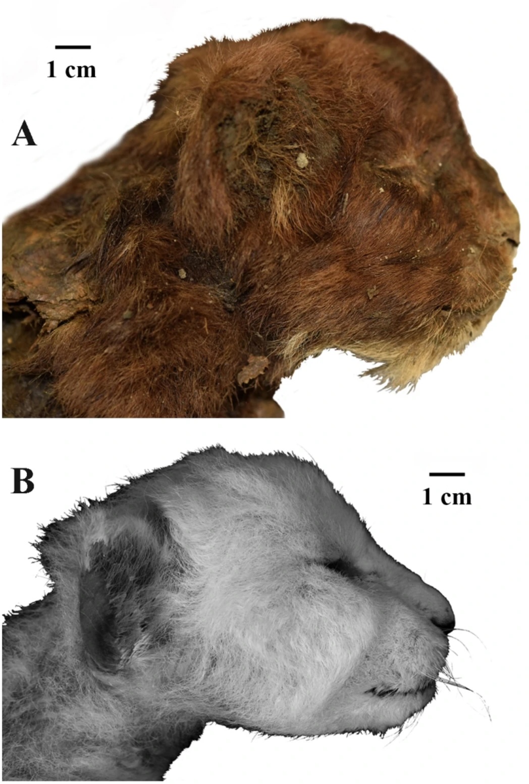 a side-view photo of the mummified cub's head shown alongside a side-view photo of a lion cub's head for comparison