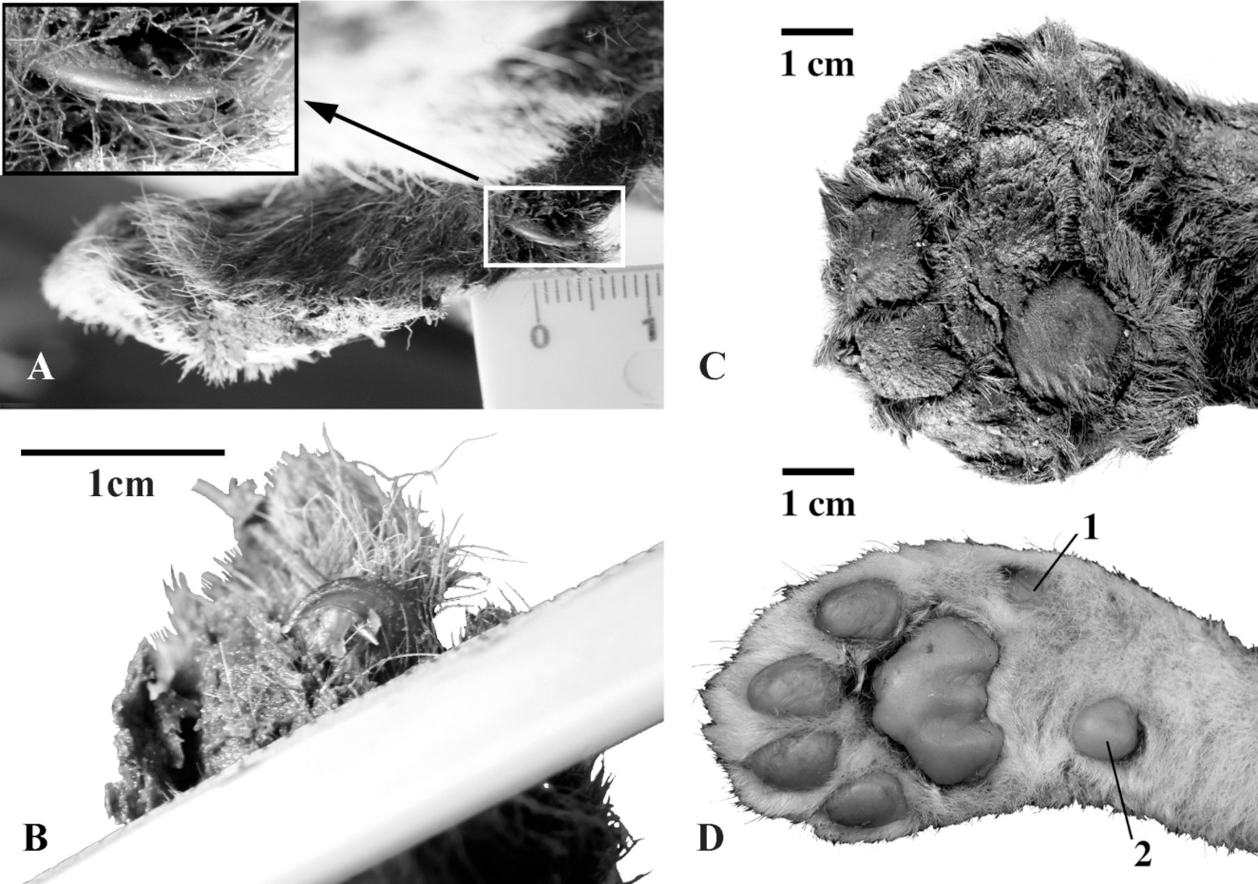 black and white photos of the cub's paw, compared with a 3-week-old lion paw