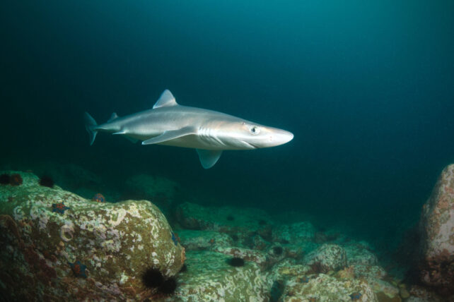 shark underwater