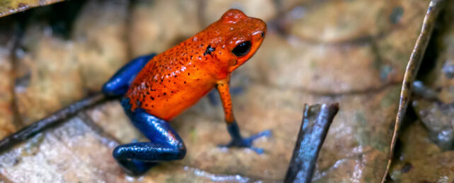 strawberry poison dart frog on a leaf