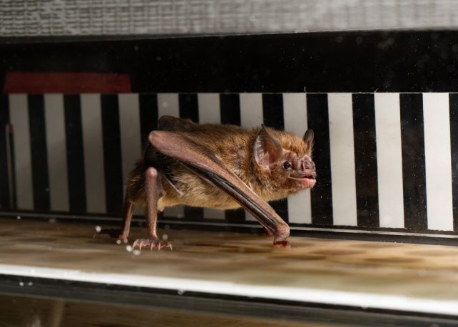 Scientists Put Vampire Bats on Little Treadmills to Study Their Metabolism